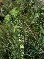 Fasciace pupava obecné (Carlina vulgaris L.)