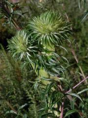 Fasciace pupava obecné (Carlina vulgaris L.)