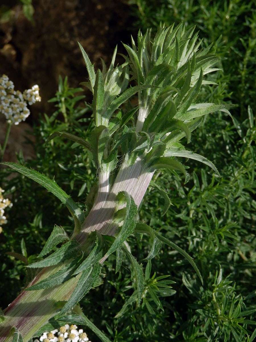 Fasciace pupava obecné (Carlina vulgaris L.)