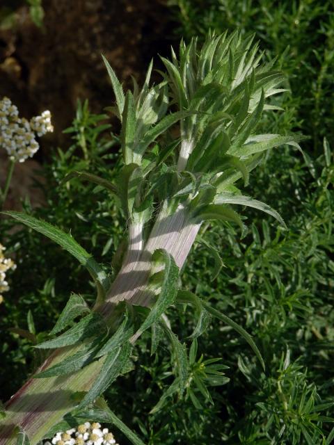 Fasciace pupava obecné (Carlina vulgaris L.)