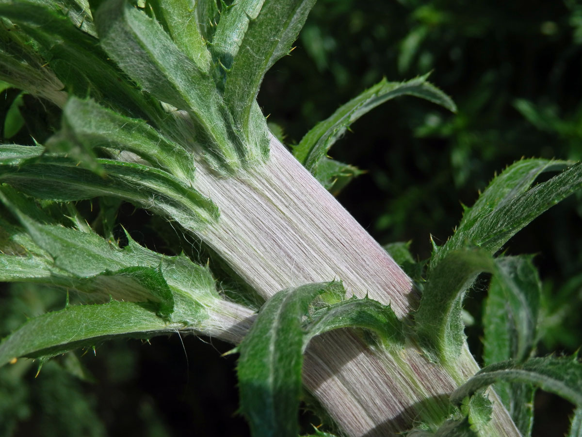 Fasciace pupava obecné (Carlina vulgaris L.)