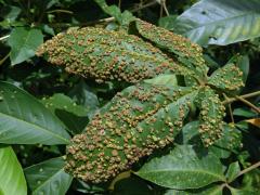 Hálky Paurophylla tuberculata na Alstonia scholaris (L.) R. Br.