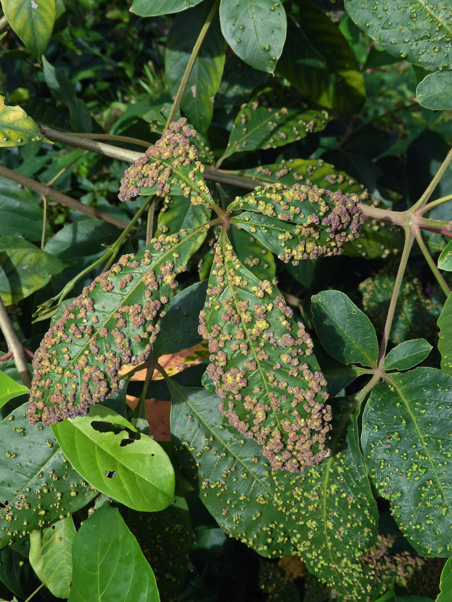 Hálky Paurophylla tuberculata na Alstonia scholaris (L.) R. Br.