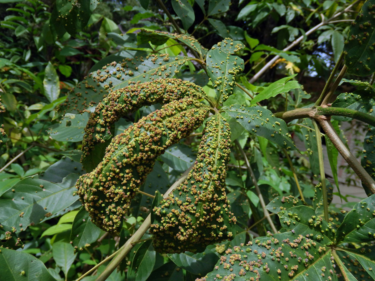 Hálky Paurophylla tuberculata na Alstonia scholaris (L.) R. Br.