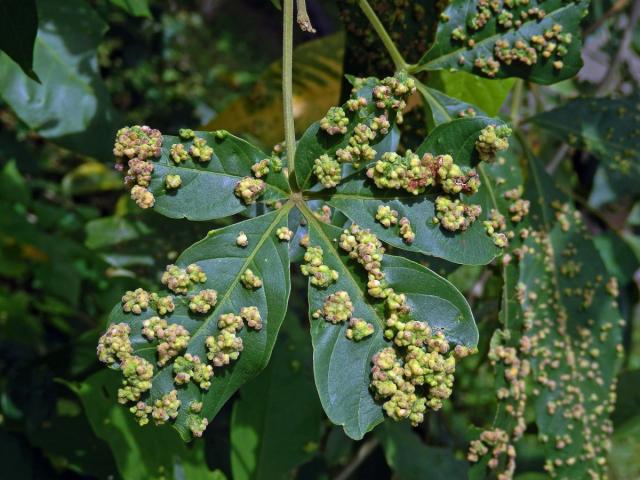 Hálky Paurophylla tuberculata na Alstonia scholaris (L.) R. Br.