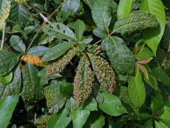 Hálky Paurophylla tuberculata na Alstonia scholaris (L.) R. Br.