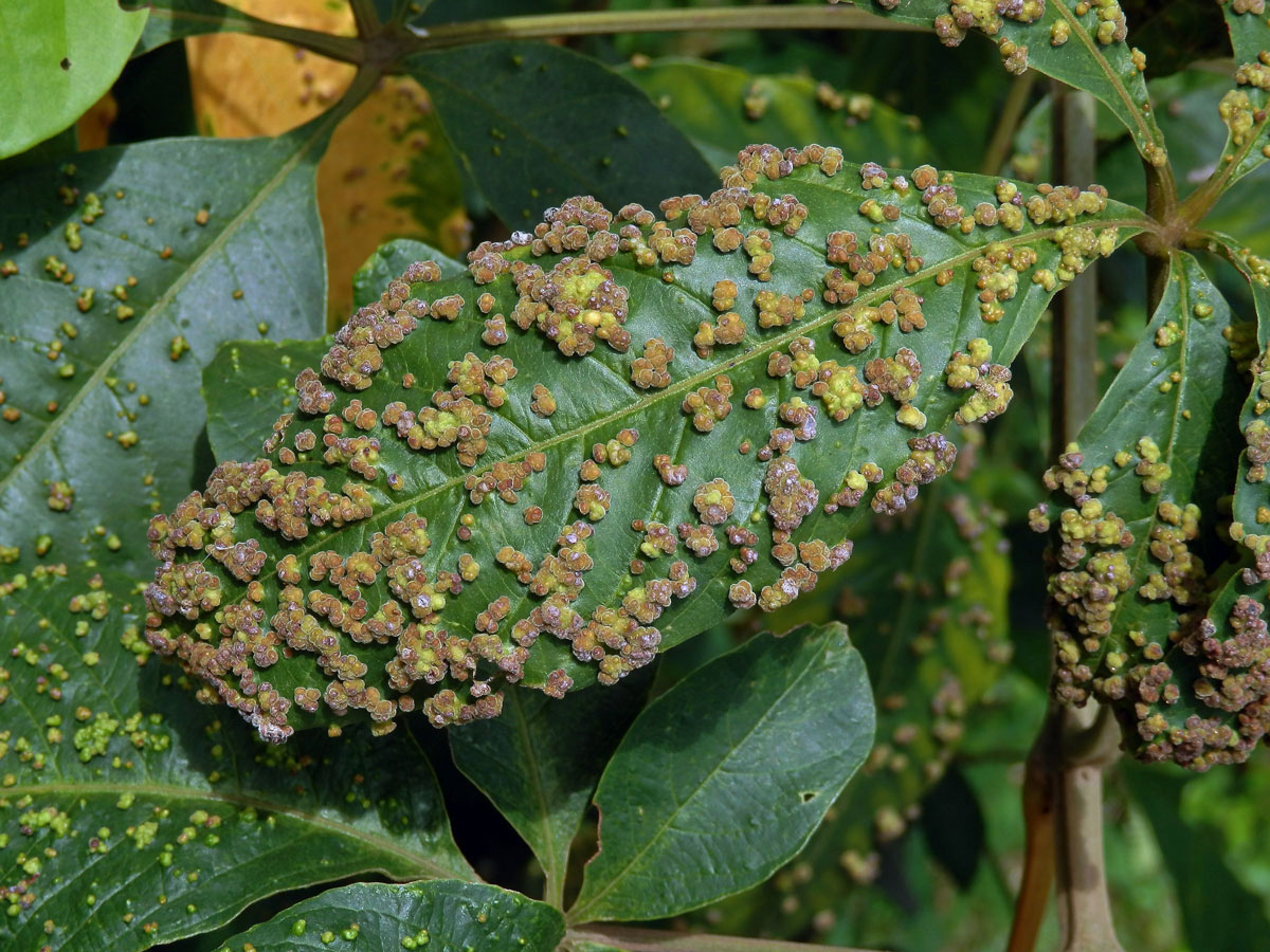 Hálky Paurophylla tuberculata na Alstonia scholaris (L.) R. Br.