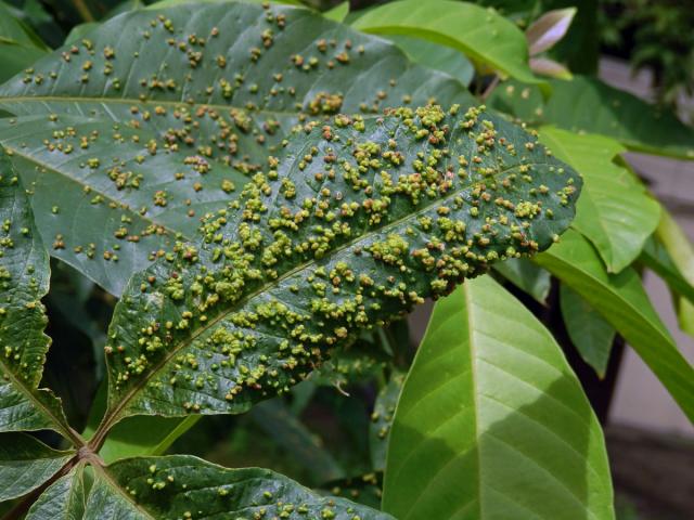 Hálky Paurophylla tuberculata na Alstonia scholaris (L.) R. Br.