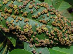 Hálky Paurophylla tuberculata na Alstonia scholaris (L.) R. Br.