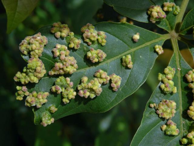 Hálky Paurophylla tuberculata na Alstonia scholaris (L.) R. Br.