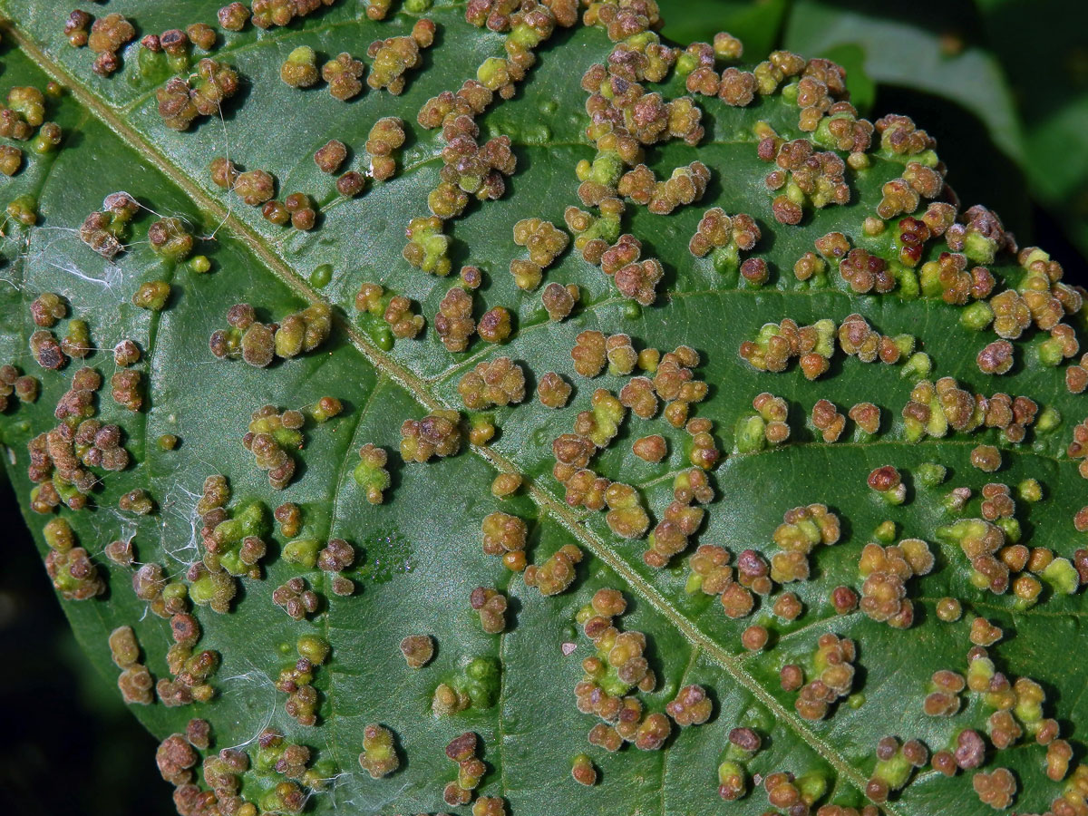 Hálky Paurophylla tuberculata na Alstonia scholaris (L.) R. Br.