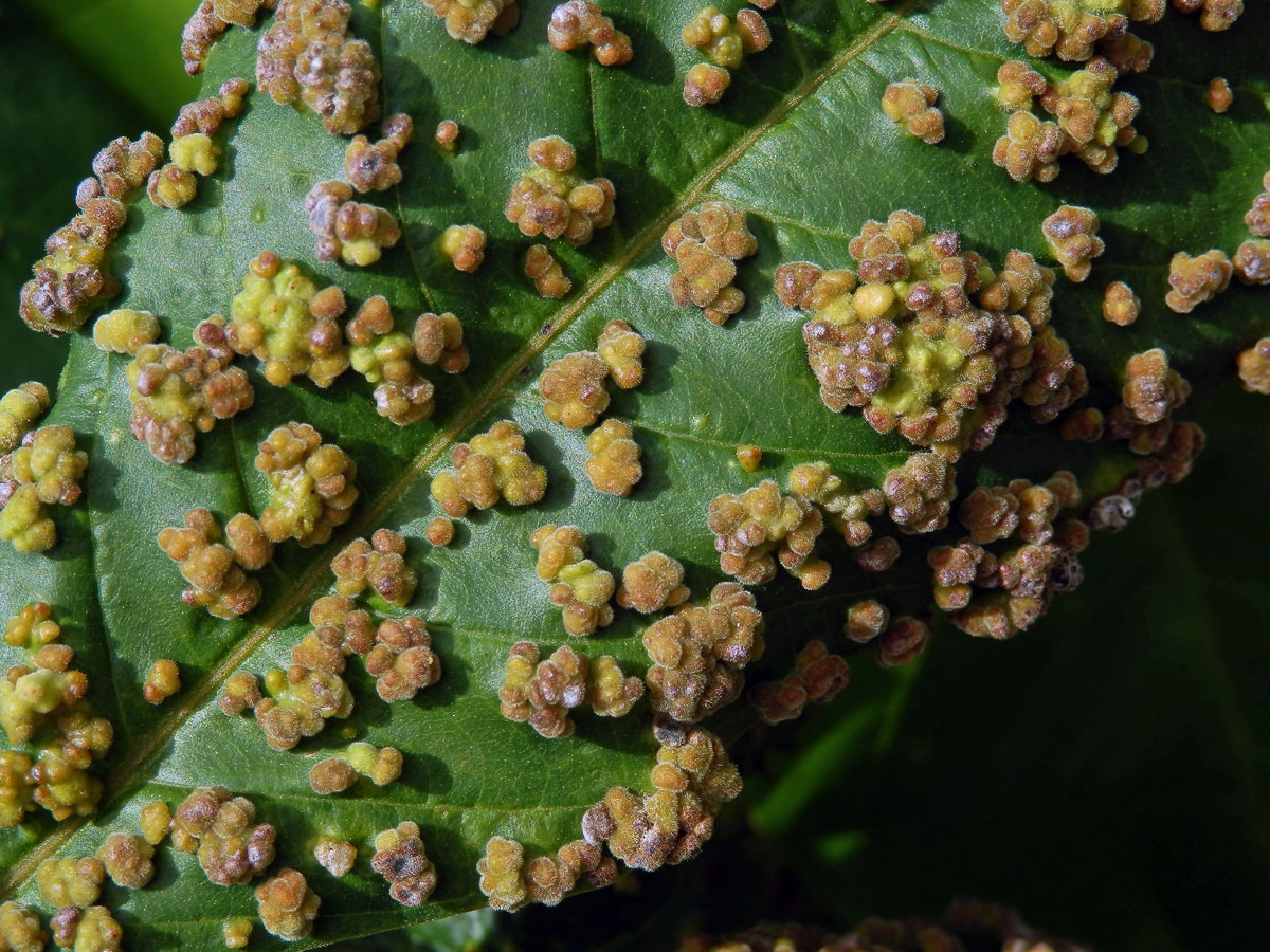 Hálky Paurophylla tuberculata na Alstonia scholaris (L.) R. Br.