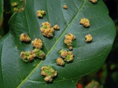 Hálky Paurophylla tuberculata na Alstonia scholaris (L.) R. Br.