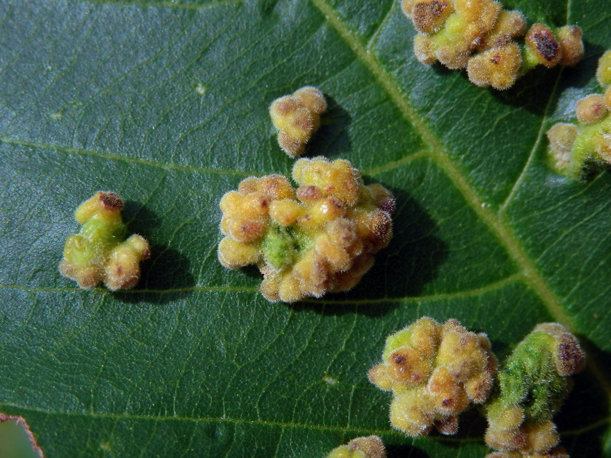 Hálky Paurophylla tuberculata na Alstonia scholaris (L.) R. Br.