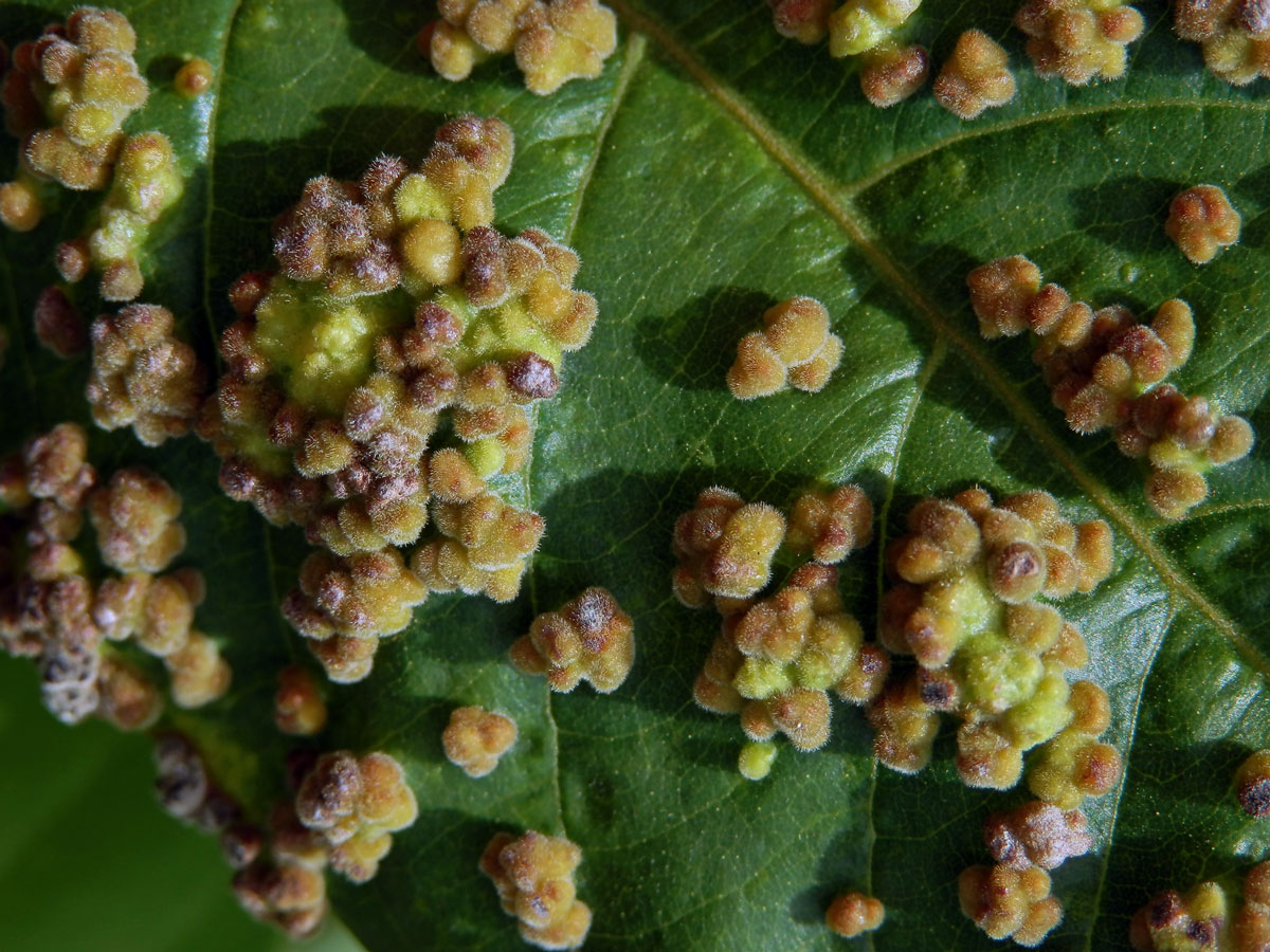 Hálky Paurophylla tuberculata na Alstonia scholaris (L.) R. Br.