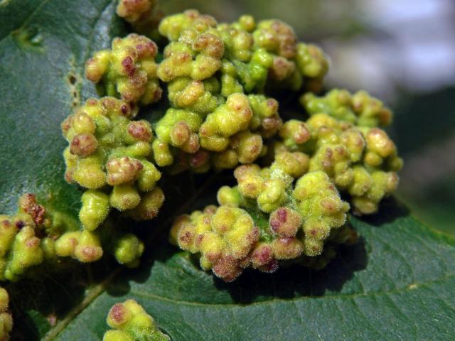 Hálky Paurophylla tuberculata na Alstonia scholaris (L.) R. Br.