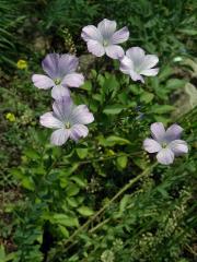 Len chlupatý (Linum hirsutum L.)