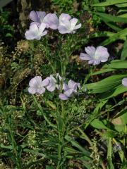 Len chlupatý (Linum hirsutum L.)