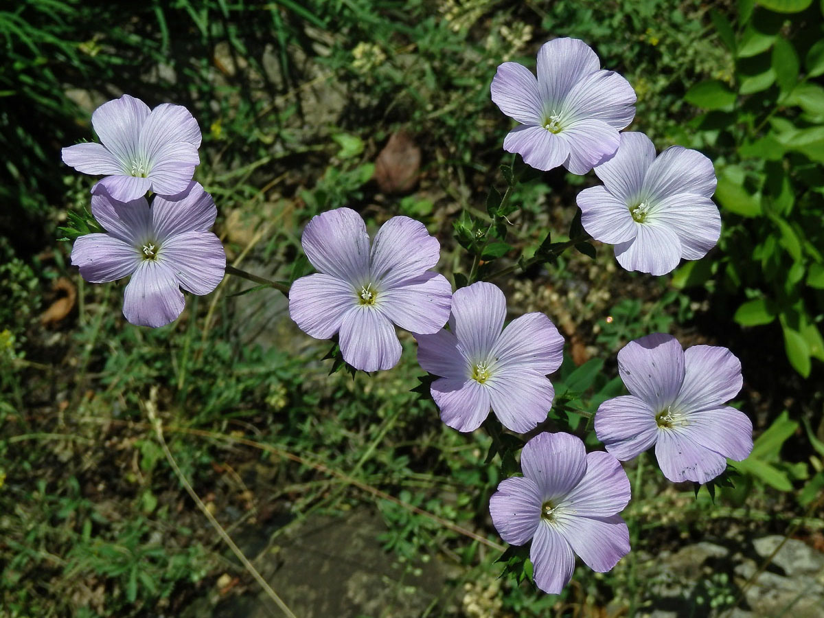 Len chlupatý (Linum hirsutum L.)