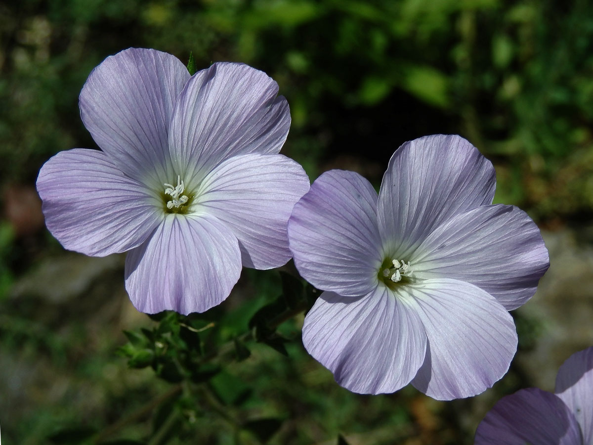 Len chlupatý (Linum hirsutum L.)