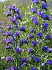 Hadinec obecný (Echium vulgare L.)