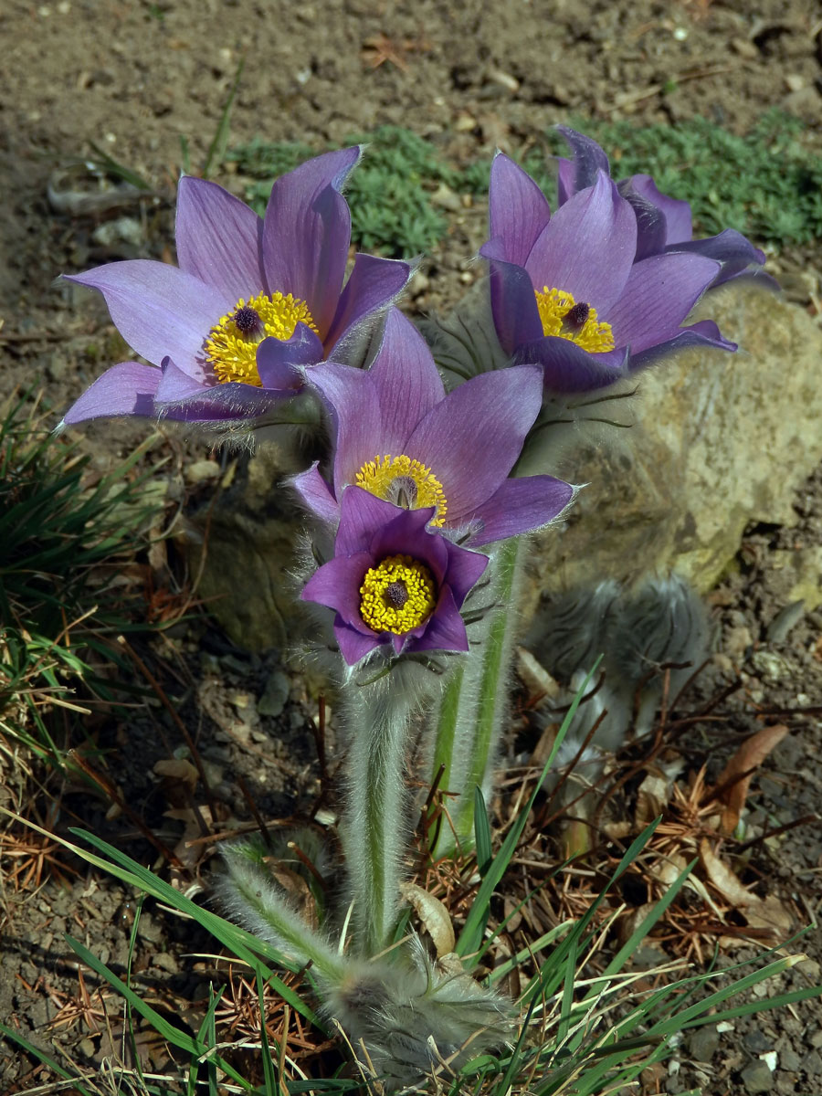 Koniklec německý (obecný) (Pulsatilla vulgaris Mill.)