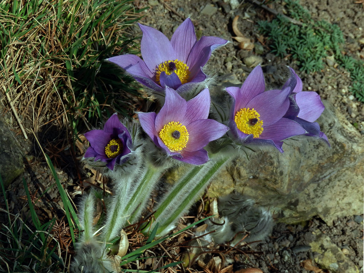 Koniklec německý (obecný) (Pulsatilla vulgaris Mill.)