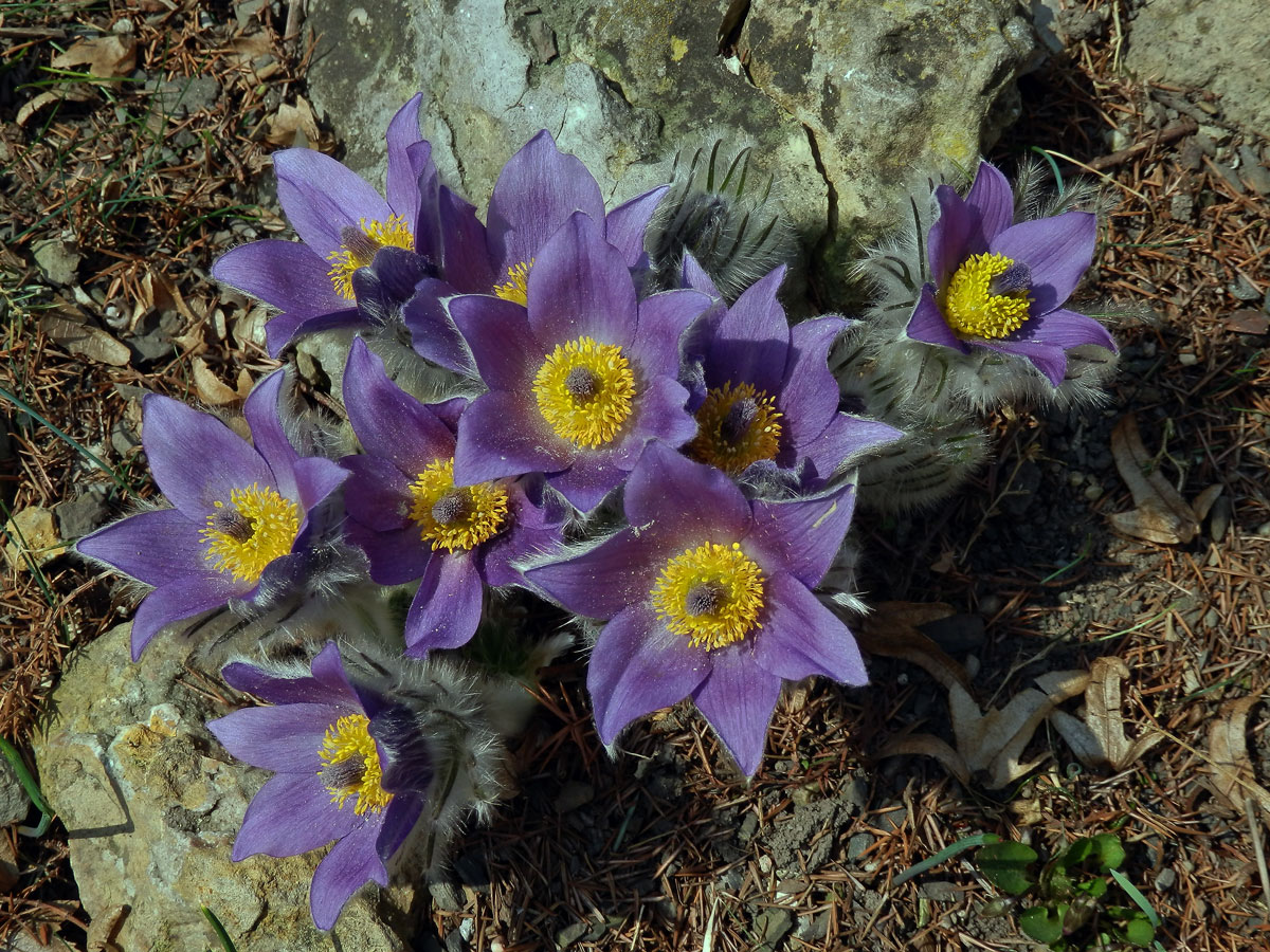 Koniklec německý (obecný) (Pulsatilla vulgaris Mill.)