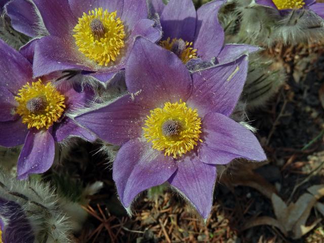 Koniklec německý (obecný) (Pulsatilla vulgaris Mill.)