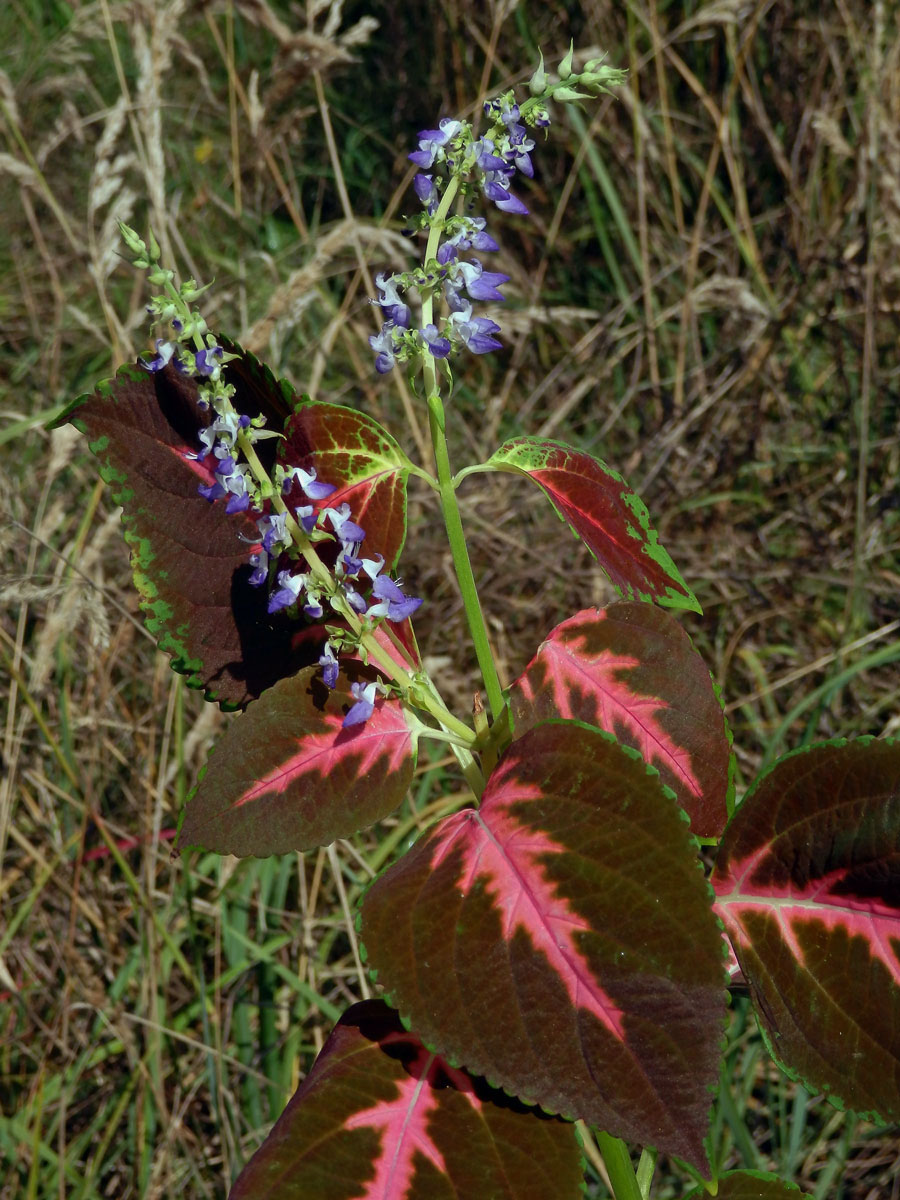 Plectranthus scutellarioides (L.) R. Br.