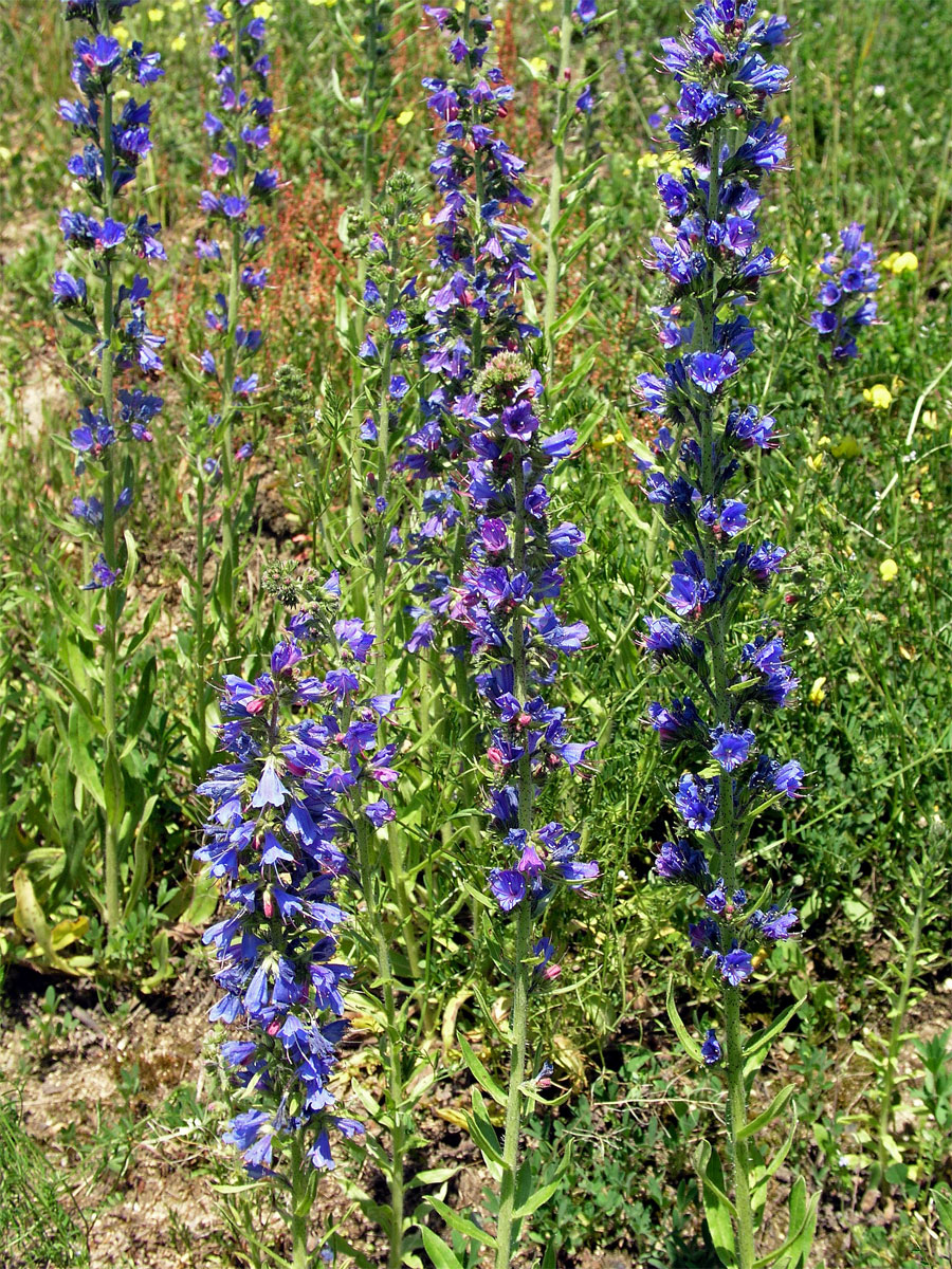 Hadinec obecný (Echium vulgare L.)