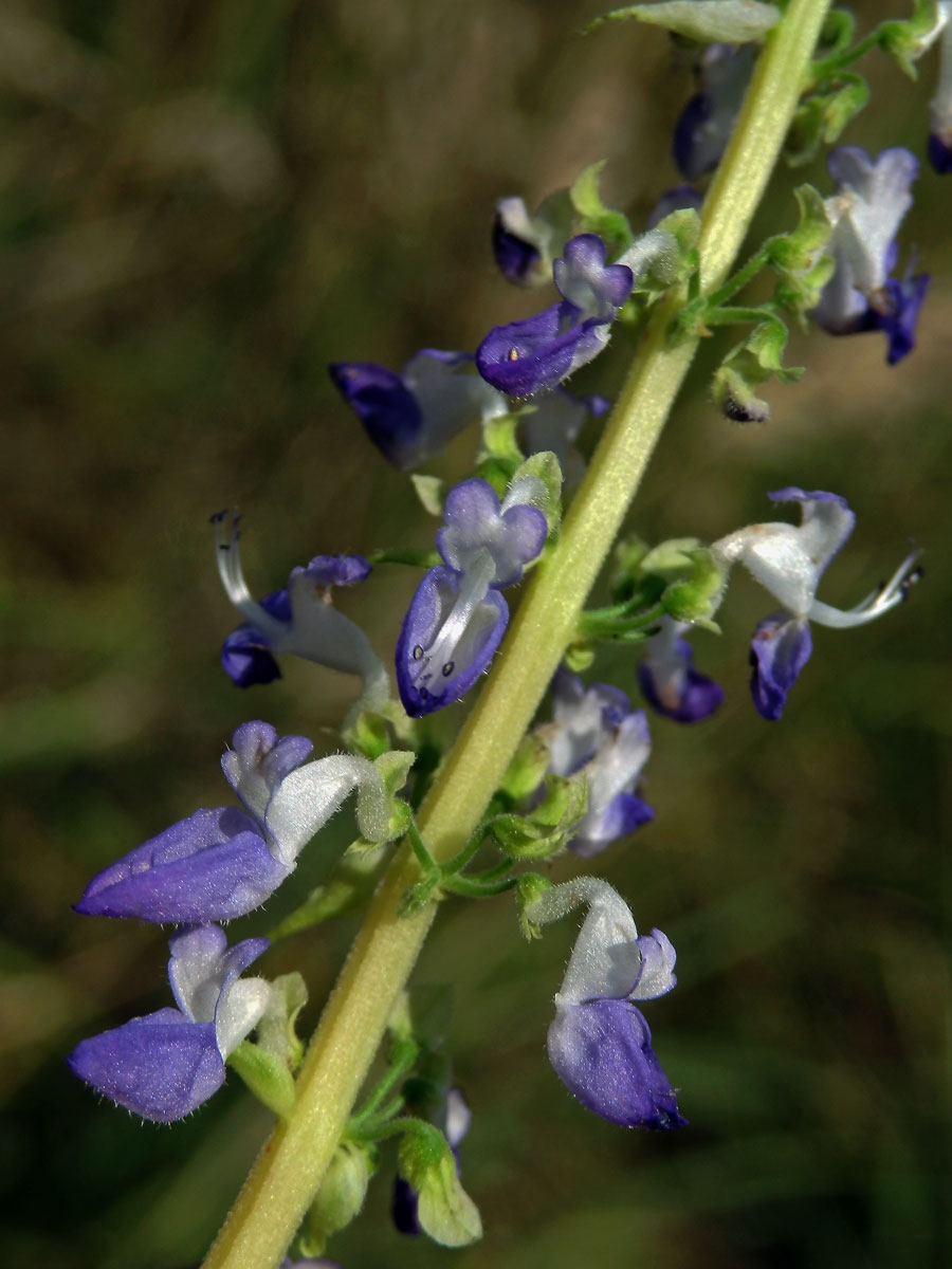 Plectranthus scutellarioides (L.) R. Br.