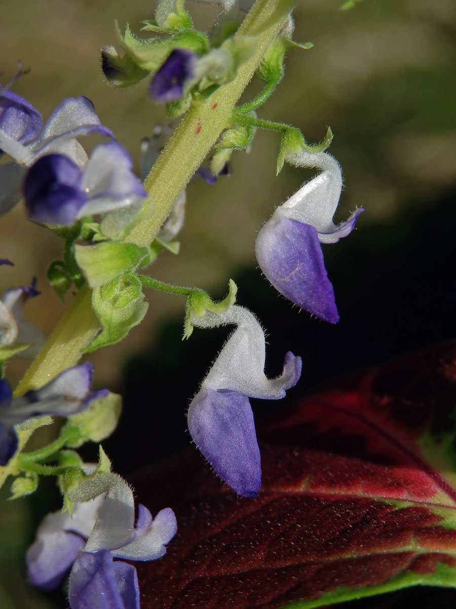 Plectranthus scutellarioides (L.) R. Br.