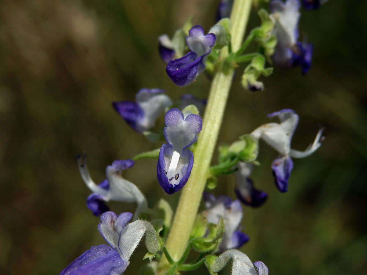 Plectranthus scutellarioides (L.) R. Br.