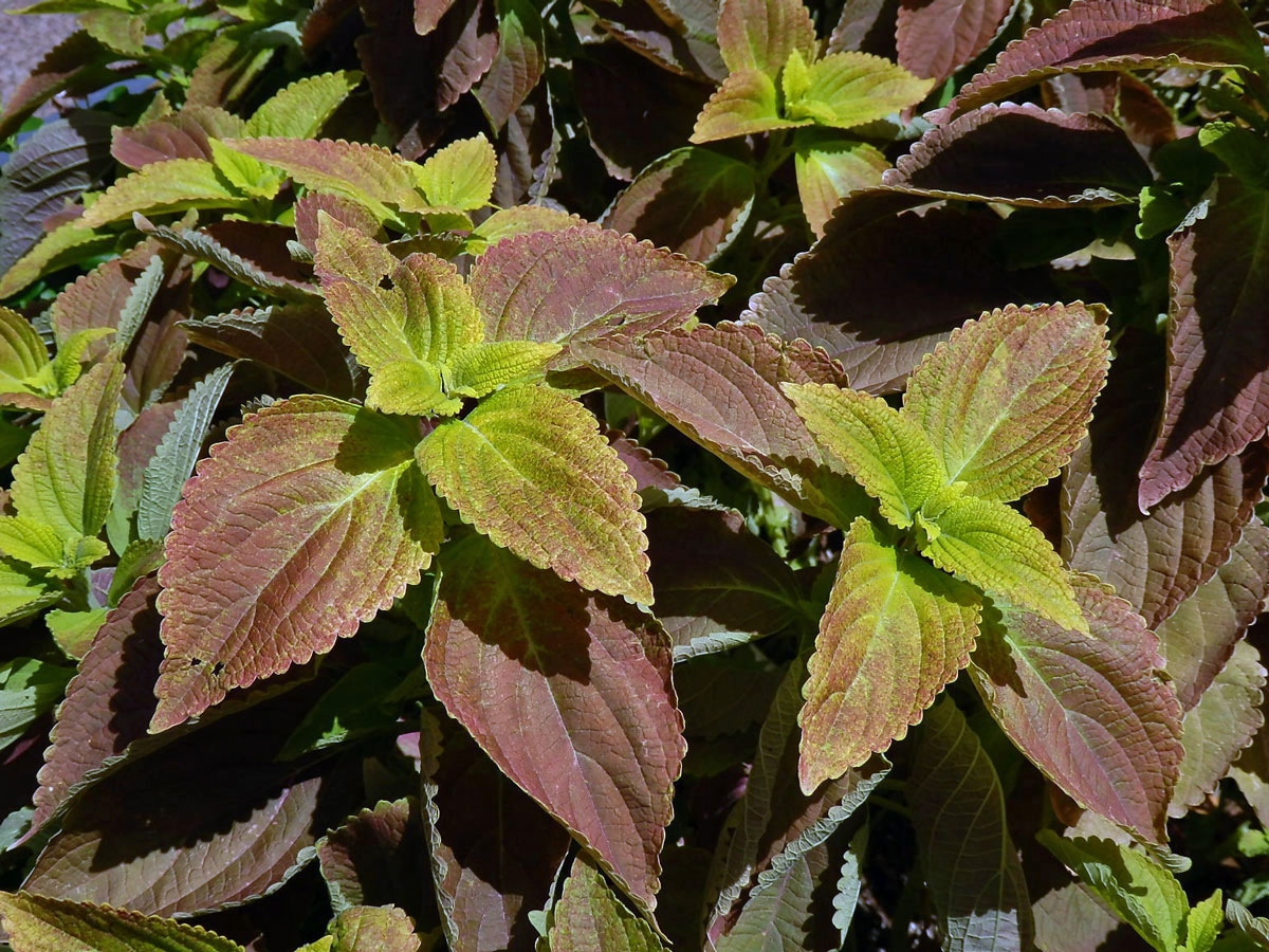 Plectranthus scutellarioides (L.) R. Br.