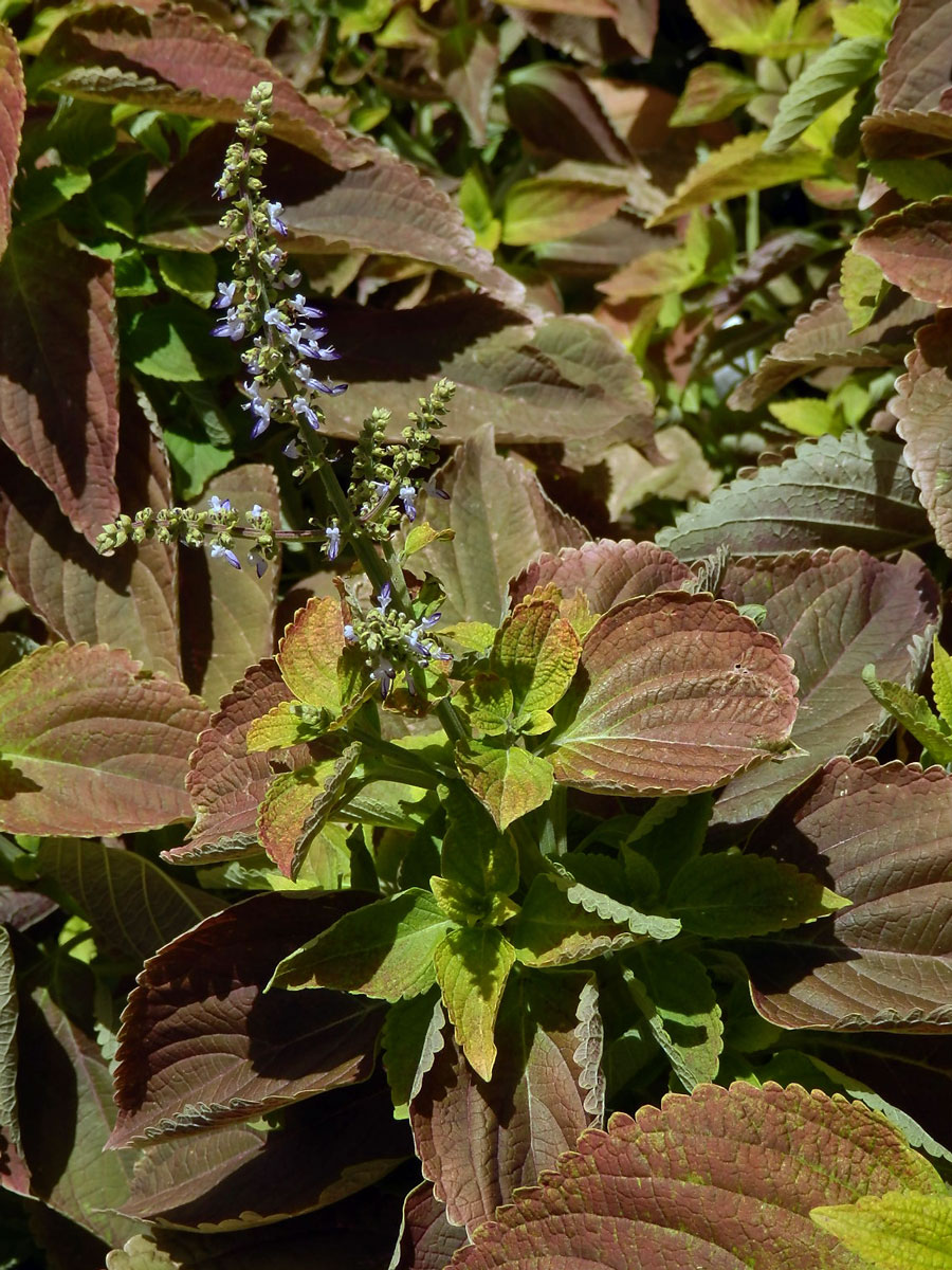 Plectranthus scutellarioides (L.) R. Br.