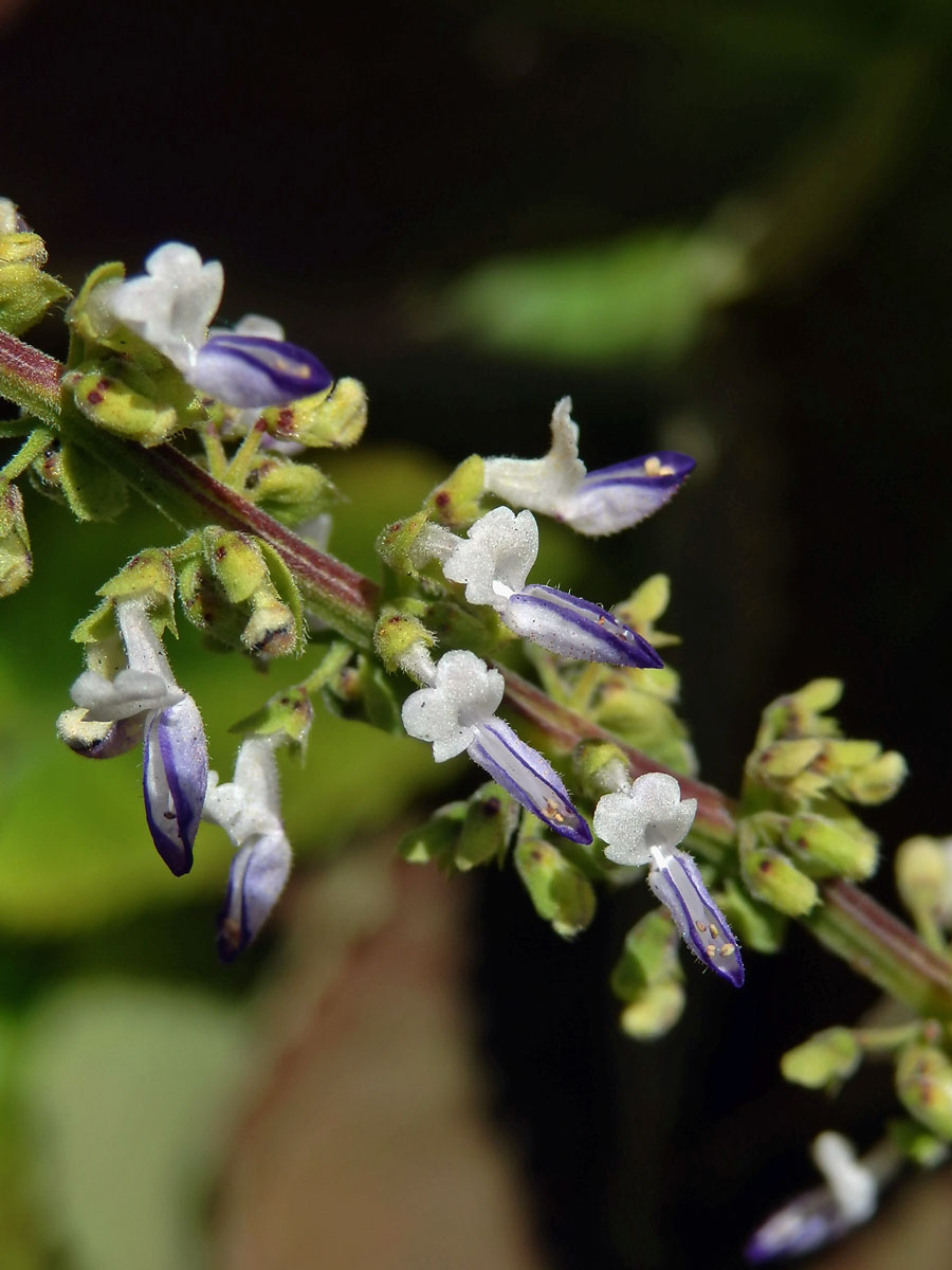 Plectranthus scutellarioides (L.) R. Br.