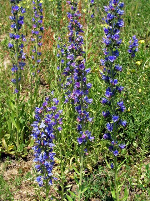 Hadinec obecný (Echium vulgare L.)