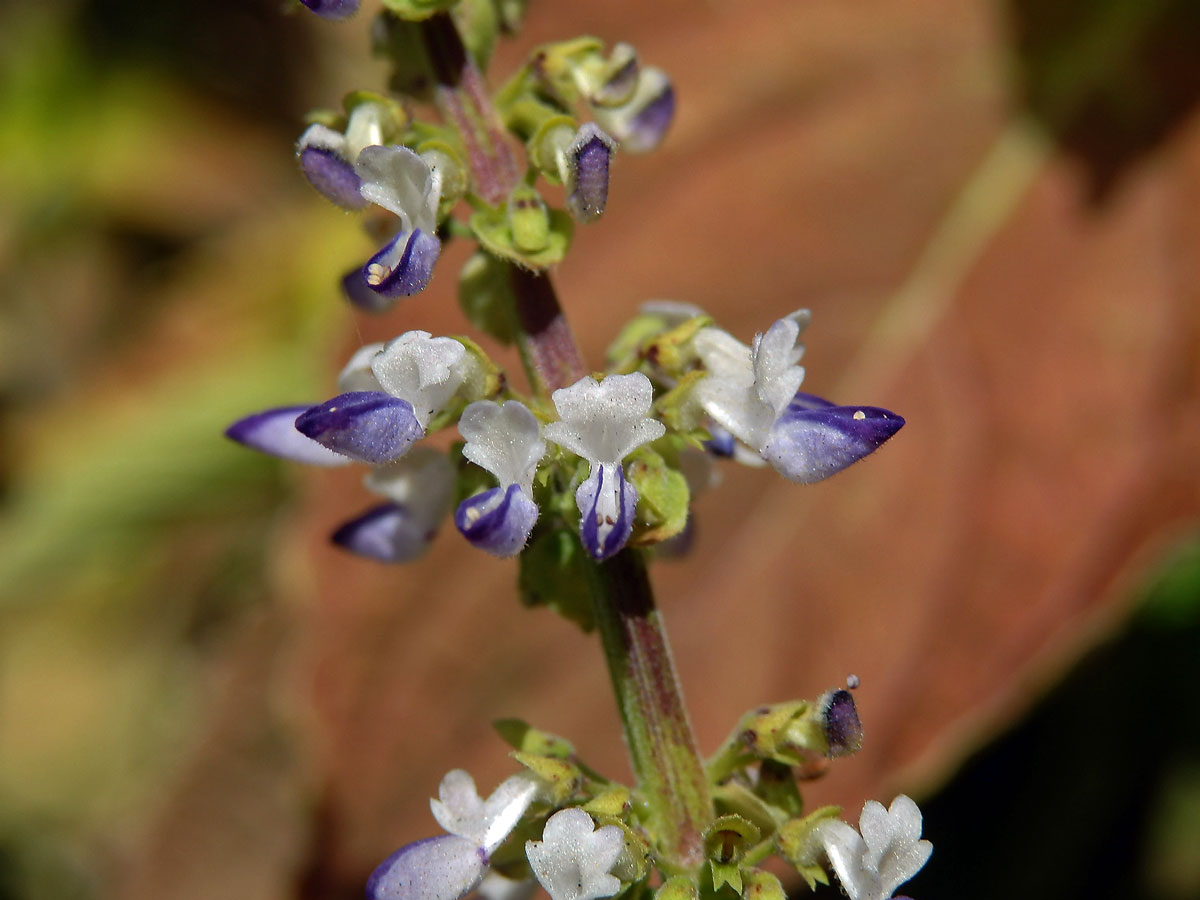 Plectranthus scutellarioides (L.) R. Br.