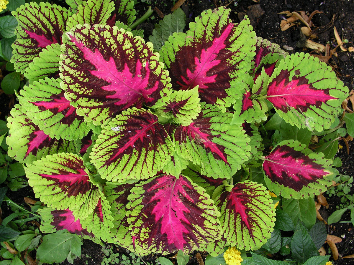 Plectranthus scutellarioides (L.) R. Br.