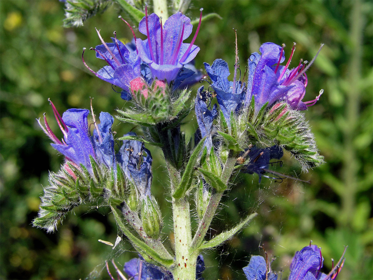 Hadinec obecný (Echium vulgare L.)