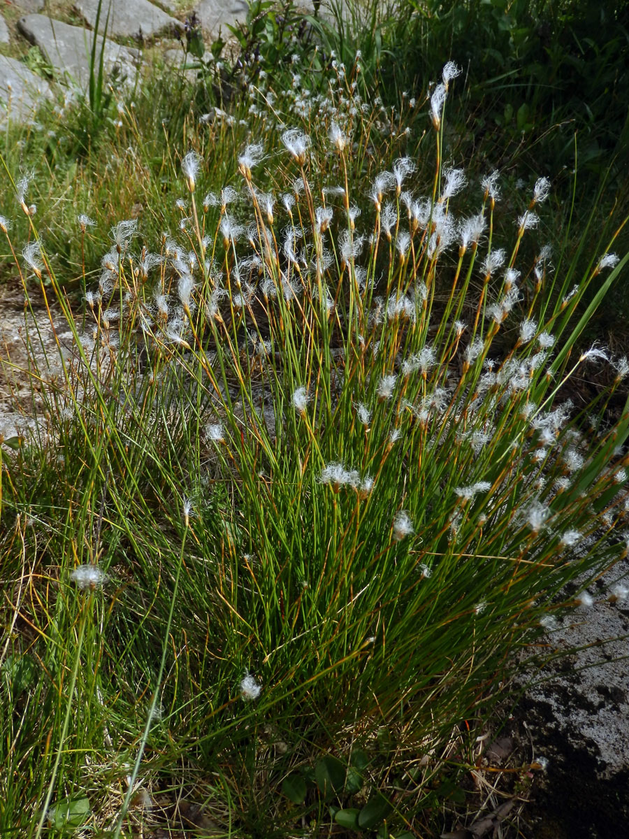 Suchopýrek alpský (Trichophorum alpinum (L.) Pers.)