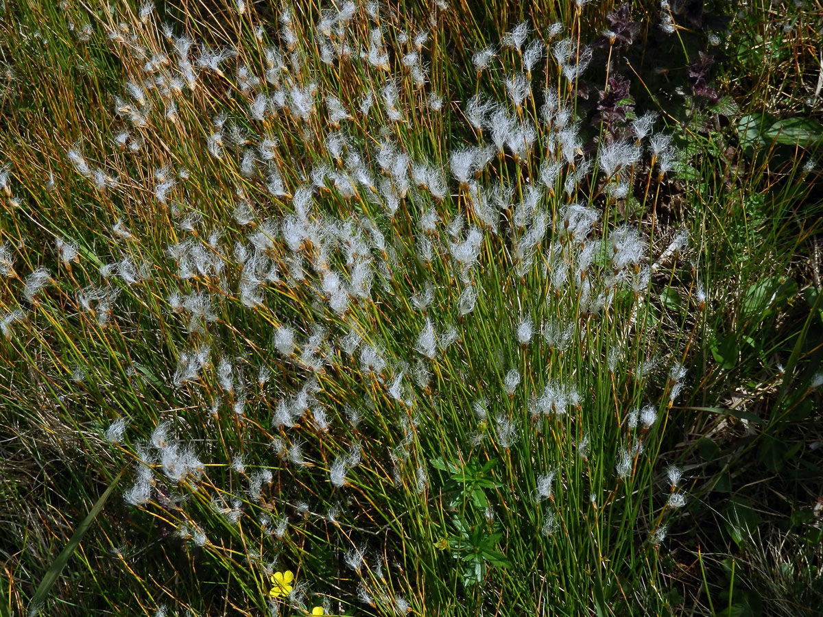 Suchopýrek alpský (Trichophorum alpinum (L.) Pers.)