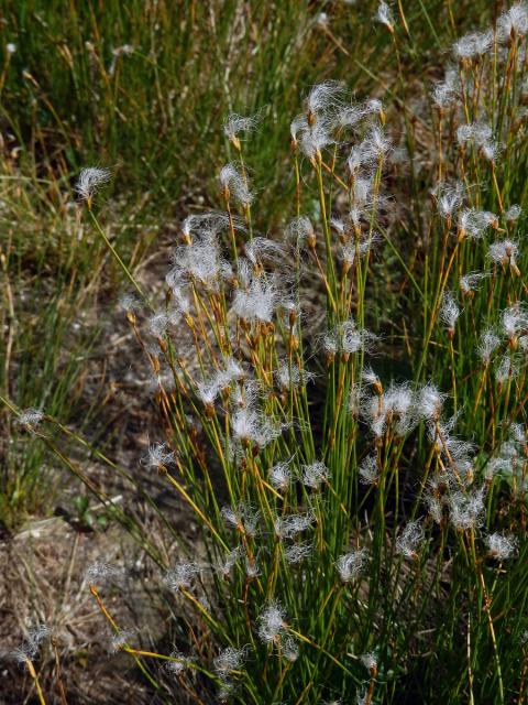 Suchopýrek alpský (Trichophorum alpinum (L.) Pers.)