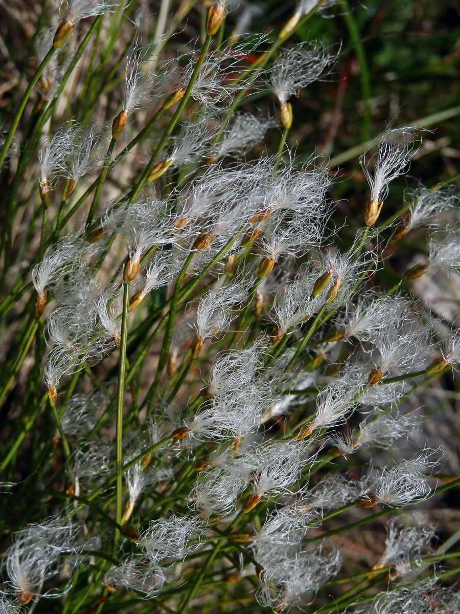 Suchopýrek alpský (Trichophorum alpinum (L.) Pers.)