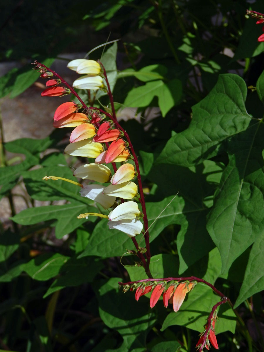 Povíjnice laločnatá (Ipomoea lobata (Cerv.) Thell.)