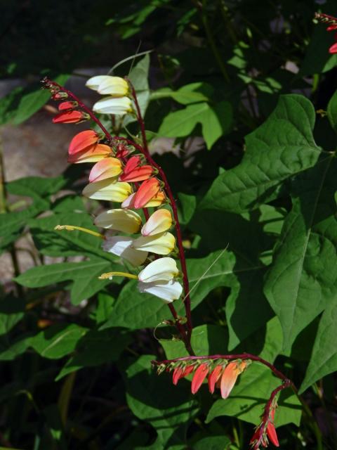 Povíjnice laločnatá (Ipomoea lobata (Cerv.) Thell.)