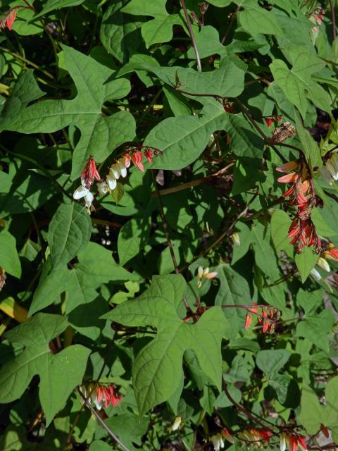 Povíjnice laločnatá (Ipomoea lobata (Cerv.) Thell.)