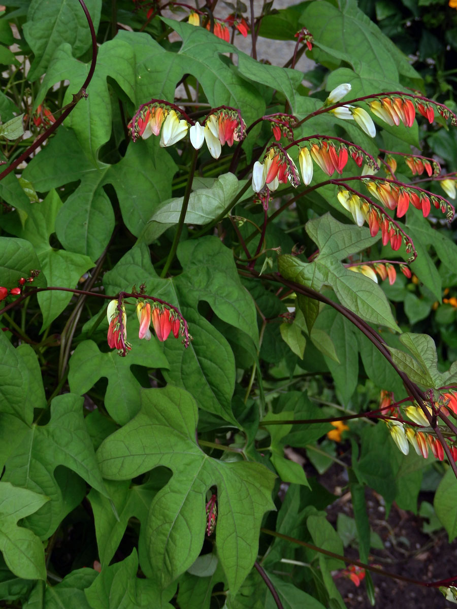 Povíjnice laločnatá (Ipomoea lobata (Cerv.) Thell.)