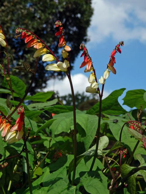 Povíjnice laločnatá (Ipomoea lobata (Cerv.) Thell.)